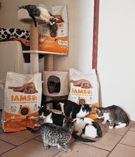 Pomocná packa pro toulavé kočky